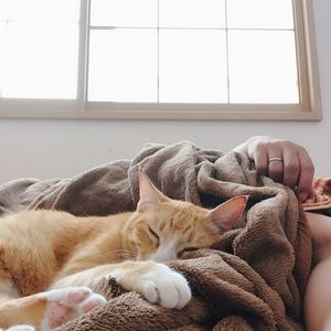 Cat sleeping in a window