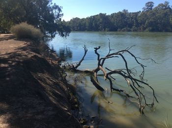 Scenic view of lake in forest