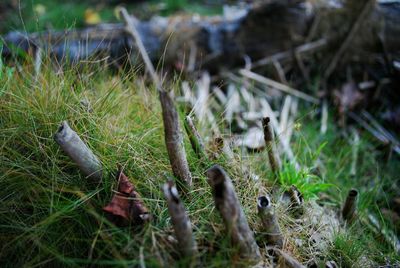 Close-up of plants growing on grassy field