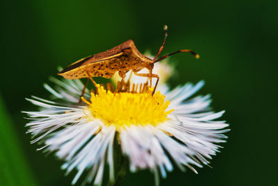 Close-up of butterfly pollinating on yellow flower