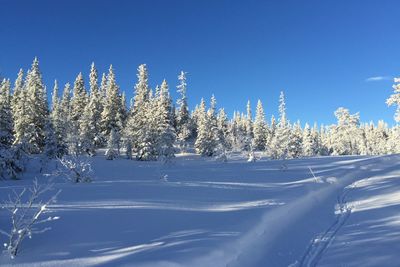 Close-up of snow covered trees against clear sky