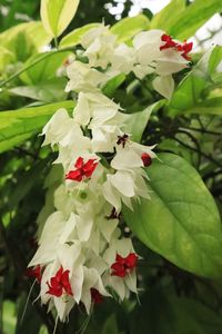 Close-up of red flowering plant