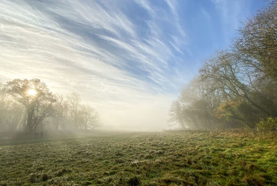 Trees on field against sky during foggy weather