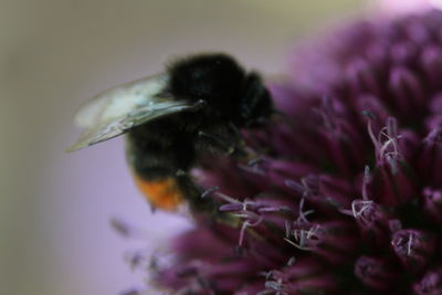 Close-up of insect on purple flower