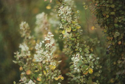 Close-up of yellow flowering plant