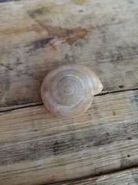 Close-up of snail on wood