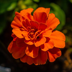 Close-up of orange flower