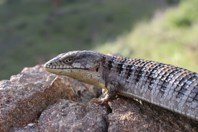 Close-up of lizard on rock