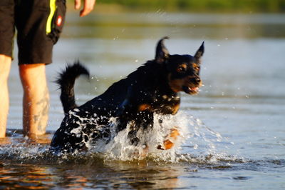 Low section of person with dog in water