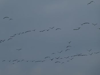 Low angle view of birds flying in sky