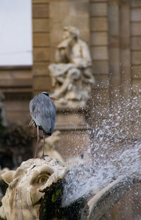 Water splashing in a fountain