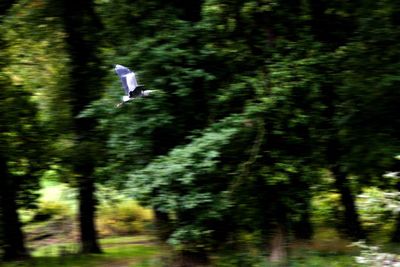 Bird flying over trees in forest