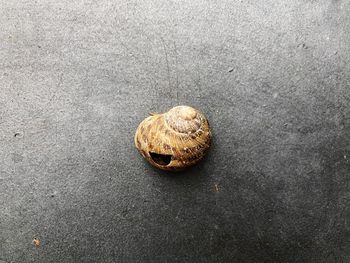 High angle view of shell on road