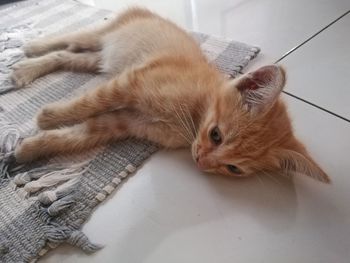 High angle view of cat resting on tiled floor