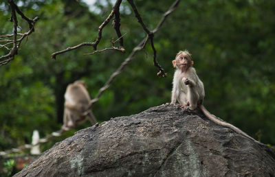 Monkeys sitting on rock