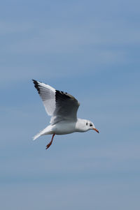 Low angle view of seagull flying against blue sky