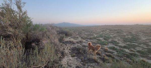 View of a dog on landscape