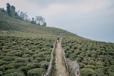 Scenic view of landscape against sky