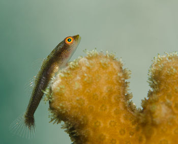 Close-up of lizard