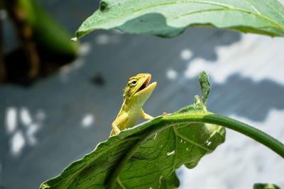 Close up the head of oriental garden lizard  or calotes versicolor on the leaf.