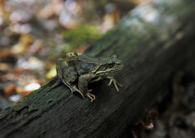A frog on a trunk of tree in the shadow