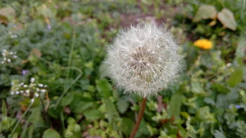 Close-up of flower