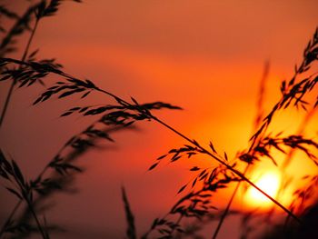 Close-up of silhouette plants against orange sky