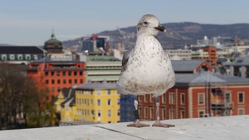 Seagull in high position in front of cityscape of oslo
