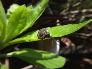 Close-up of snail on plant