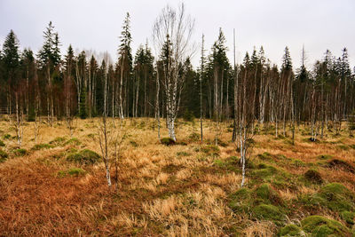 Trees in forest against sky