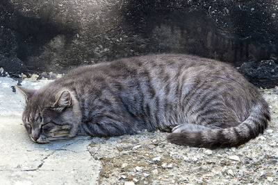 The cat sleeps curled up. outdoors on a warm autumn day.