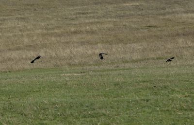 Birds flying over grassy field