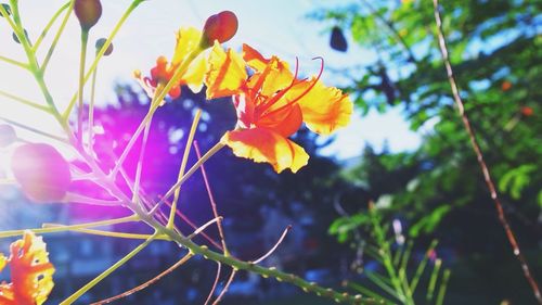 Close-up of yellow flower