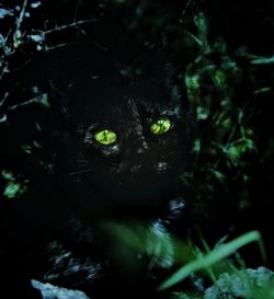Close-up portrait of black cat