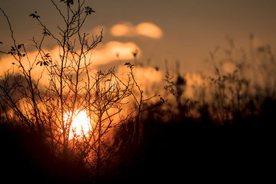 Close-up of silhouette plants on field against sky during sunset