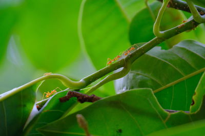 Close-up of insect on plant