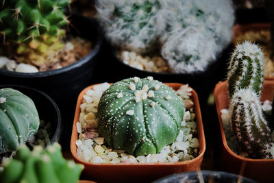 Astrophytum