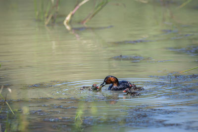 Duck swimming in lake