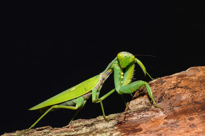 Close-up of insect on leaf