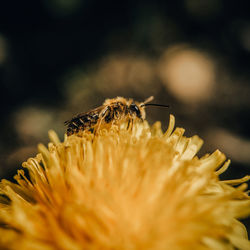 Close-up of bee pollinating on flower