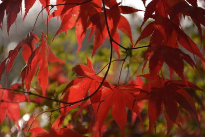 Close-up of red maple leaves