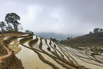 View of rice terraces in sapa, vietnam