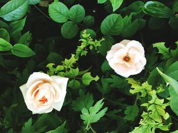 Close-up of white rose roses