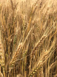 Close-up of wheat growing on field