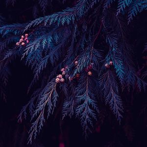 Blue pine tree leaves in winter, blue background