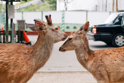 Side view of deer on road