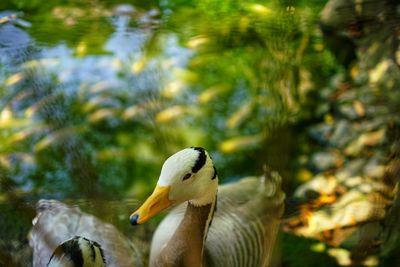 Close-up of duck swimming in lake