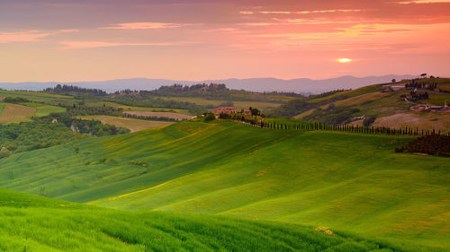 Scenic view of agricultural field against sky during sunset