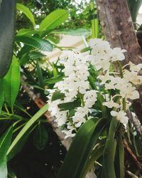 Close-up of white flowers growing on tree