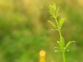 Close-up of plant in field